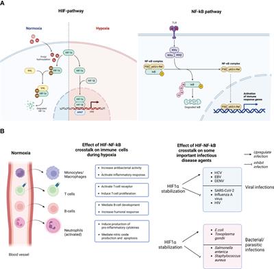 Crosstalk between hypoxic cellular micro-environment and the immune system: a potential therapeutic target for infectious diseases